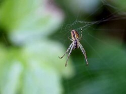 CU Spider hanging on spiderweb with dew drops / Saarburg, Rhineland-Palatinate, Germany  Stock Footage