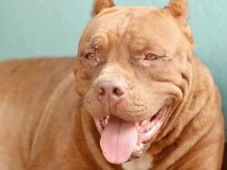 Pit bull terrier Stock Footage