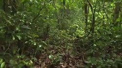 CLEAN : For Amazon tribe rainforest is a whole world News Clip