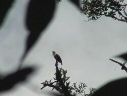 Bell Bird Singing Stock Footage