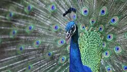 beautiful peacock with feathers Stock Footage