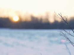 HD DOLLY: Winter Twig At Dusk Stock Footage