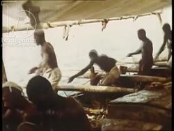 Bahrain 1960s - pearl hunters dive for oysters in the Persian Gulf. Stock Footage
