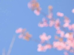 Cherry blossom Stock Footage