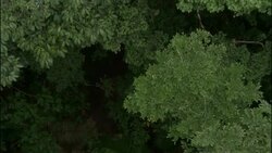 The Amazon rainforest canopy blows gently in the wind. Stock Footage