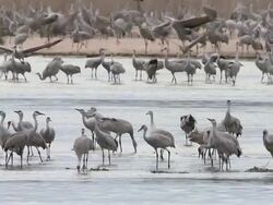 MS SLO MO Shot of flocks of Sandhill Cranes, Grus canadensis flying and landing with group / Kearney, Nebraska, United States Stock Footage
