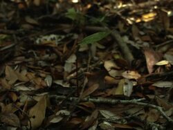Poaching And Climate Change Threaten Endangered Plants In Everglades Stock Footage