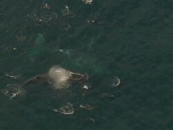 MS AERIAL ZI Shot of Southern Right Whales and Common Dolphin swimming off coast of Western Cape / Cape Town, Western Cape, South Africa Stock Footage