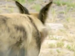 CU PAN Shot of two African wild dogs walking and observing / Okavango Delta, North West District, Botswana Stock Footage