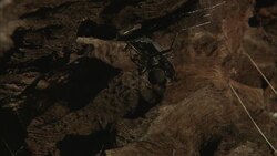 A redback spider wraps its prey in silk. Stock Footage