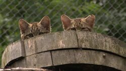 animal in the mountains Stock Footage