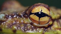 Canelos Treefrog (Ecnomiohyla tuberculosa) a very rare canopy dwelling tree frog from the western Amazon. Close-up of eye blinking Stock Footage