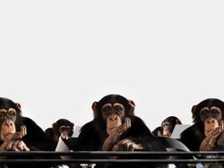 Monkey Waiting Area Stock Footage