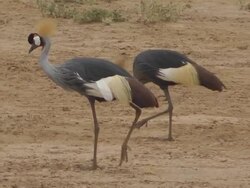 crowned cranes Stock Footage