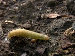 Caterpillar Stock Footage