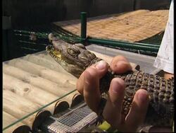 SPAIN: MADRID: ZOO CLAIMS HIGHEST ANIMAL BIRTH RATE IN EUROPE News Clip