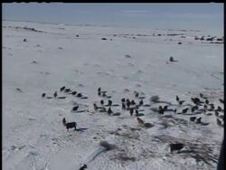 In several western and midwestern states, National Guard helicopters are dropping tons of hay to herds of stranded cattle, that haven't been fed in days after a blizzard. News Clip