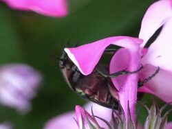 Green Beetle Stock Footage