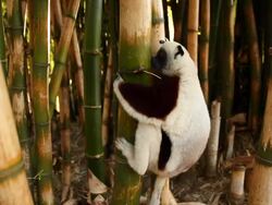 Lemur on a bamboo tree Stock Footage