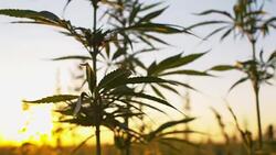 SLO MO Industrial cannabis plants at dawn Stock Footage