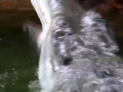 Alligator Stock Footage