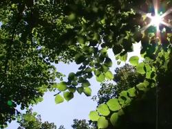 Green leaves with sunlight Stock Footage