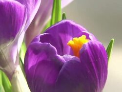 Bumble bee getting inside the flowers Stock Footage