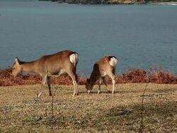 Kinkazan island Sika Deer, Cervus nippon, Japan Stock Footage