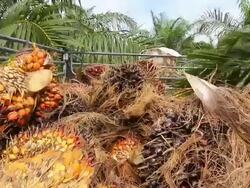 Palm Oil Fruit Transportation Stock Footage