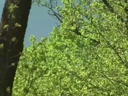 HD: Green leaves Stock Footage