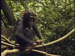 MS, TD, PAN, Group of chimpanzees (Pan troglodytes) in forest, Gombe Stream National Park, Tanzania Stock Footage