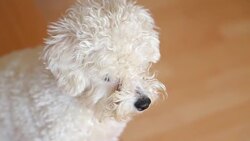 White dog Stock Footage