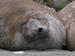 MS Elephant seals sleeping AUDIO / Gold Harbour, South Georgia, Antarctica Stock Footage