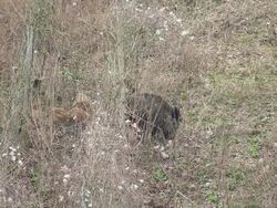 MS Shot of wild hog with shotes in old vineyard / Kastel Staadt, Rhineland Palatinate, Germany Stock Footage