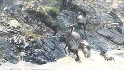 incredible fighting for survival - Great wildebeest migration in Kenya Stock Footage