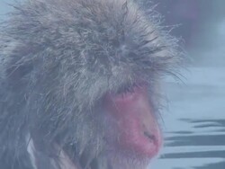 Close up SNOW MONKEY face Stock Footage