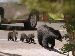 MS PAN Shot of black bear sow and three newborn cubs crossing road / Gardiner, Montana, United States Stock Footage