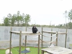 Chimpanzee retrieves lettuce Stock Footage