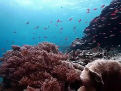 MS Shot of Anthias and reef with hard with soft coral / Sipadan, Semporna, Tawau, Malaysia Stock Footage