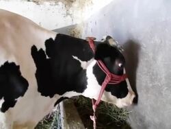 Cow in the barn - HD Stock Footage