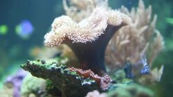 Anemone on coral reef Stock Footage