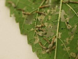 small silkworm Stock Footage