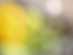 CU R/F Shot of lemons, grapes and apples in wooden fruit basket / Rome, Lazio, Italy Stock Footage