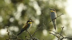Two european bee-eater with insects in the beak Stock Footage