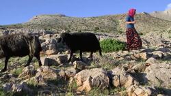 Ancient nomadic life threatened by drought Instructional Video
