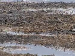 Seaweed floating on the Sea Stock Footage