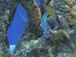 Mangrove community 4 Stock Footage