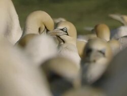 MS Shot of Numerous Cape gannets nesting and preening on island / Namaqualand, Northern Cape, South Africa Stock Footage