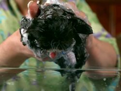 Medium Close Up static - A woman bathes a Persian kitten. Stock Footage