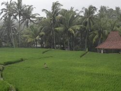 MS Monsoon rains over paddy field and palmtrees / Ubud, Bali, Indonesia Stock Footage